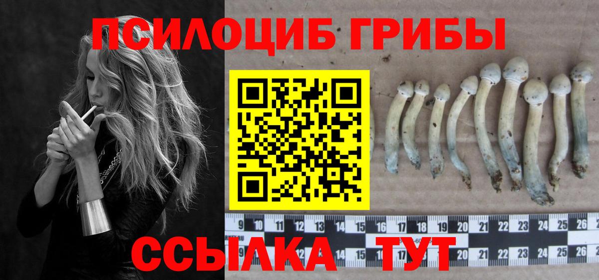 Псилоцибиновые грибы Cubensis  Таганрог 